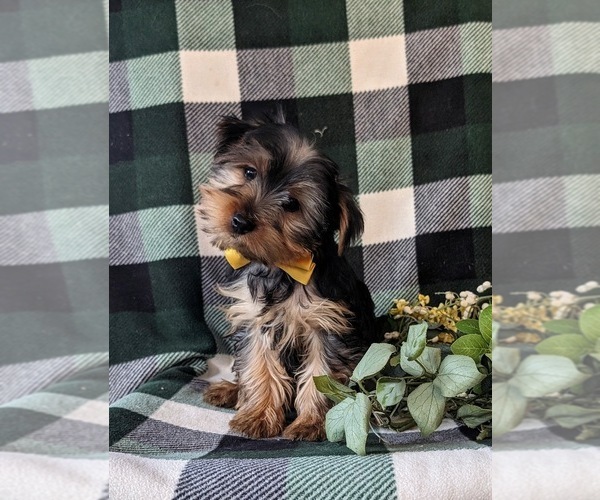 Medium Photo #6 Yorkshire Terrier Puppy For Sale in QUARRYVILLE, PA, USA