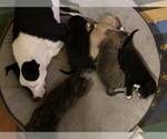 Small Photo #4 American Pit Bull Terrier-Labrador Retriever Mix Puppy For Sale in KINGSTON, WA, USA
