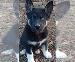 Puppy 1 German Shepherd Dog-Siberian Husky Mix