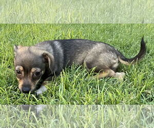 Chihuahua-Unknown Mix Dogs for adoption in Phoenix, AZ, USA