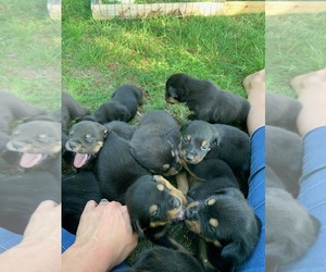 Rottweiler Puppy for sale in RUFFIN, NC, USA