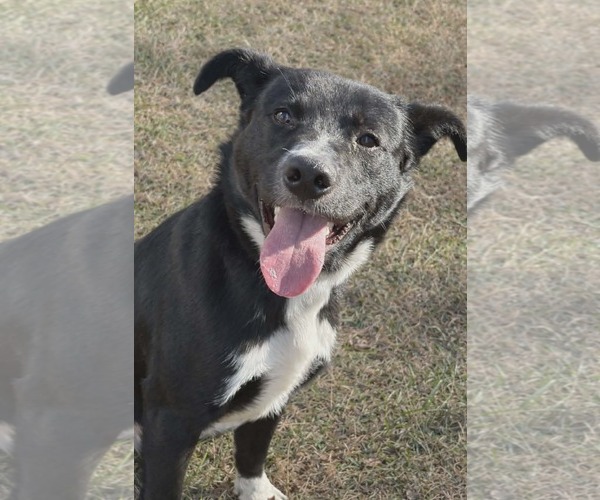 Medium Photo #2 Borador Puppy For Sale in Rustburg, VA, USA