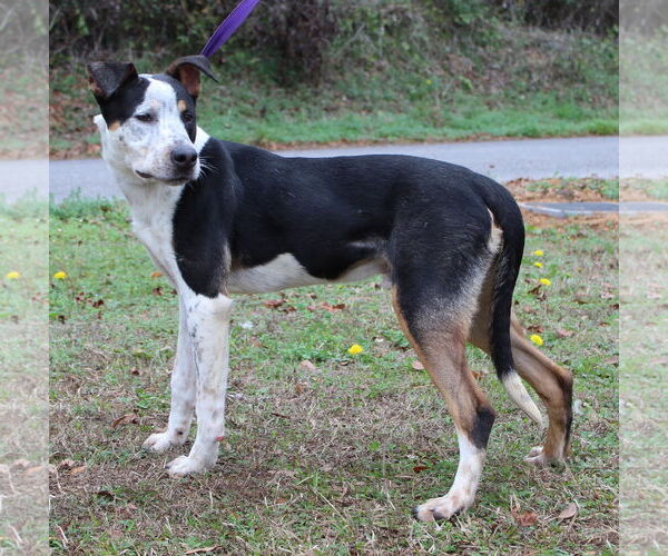 Medium Photo #3 Mutt Puppy For Sale in Prattville, AL, USA