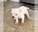Puppy Doc Holiday American Bulldog