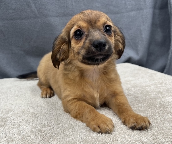 Medium Photo #9 Chiweenie Puppy For Sale in SAINT AUGUSTINE, FL, USA