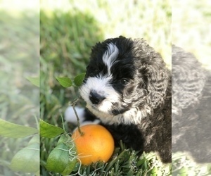 Bernedoodle Puppy for Sale in FLEMING ISLAND, Florida USA