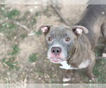 Small #1 Mutt