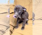 Small #2 Labrador Retriever Mix