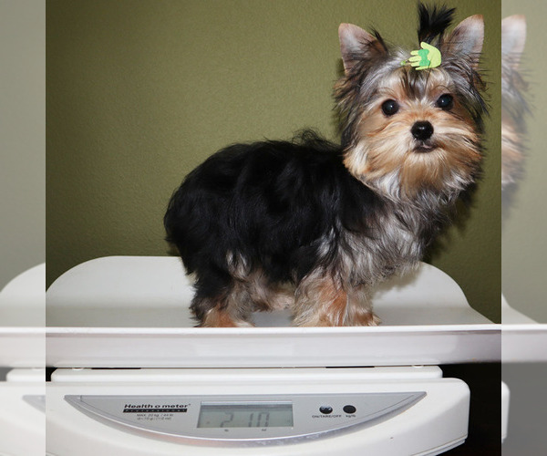 Medium Photo #5 Yorkshire Terrier Puppy For Sale in LOS ANGELES, CA, USA