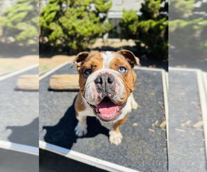 Athena - Female Bulldog Dog for Adoption - Photo #4
