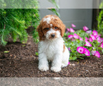 Puppy Kaiser Poodle (Miniature)