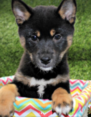 Shiba Inu Puppy for sale in GAINESVILLE, VA, USA