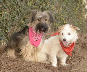 Ella and Shelby - Female Mutt Dog for Adoption - Photo #7