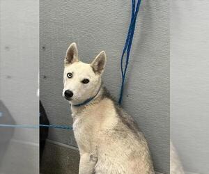 Siberian Husky-Unknown Mix Dogs for adoption in Las Vegas, NV, USA