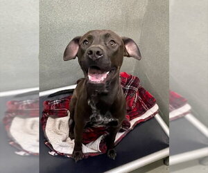 Staffordshire Bull Terrier Dogs for adoption in Lee's Summit, MO, USA