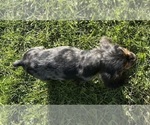 Small #7 Cocker Spaniel