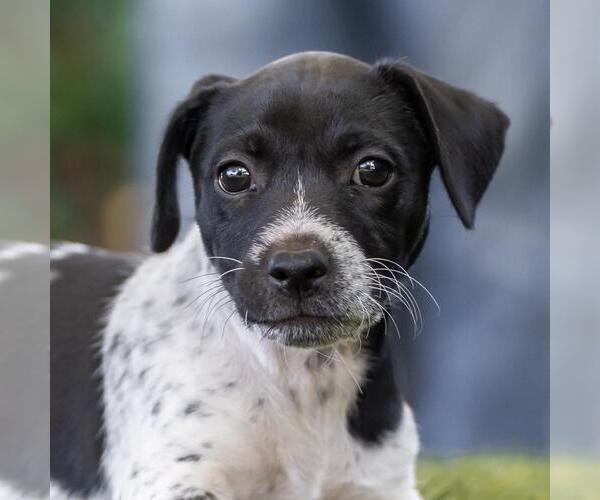 Medium Photo #3 Mutt Puppy For Sale in San Diego, CA, USA