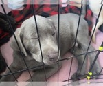 Puppy Otto Labrador Retriever