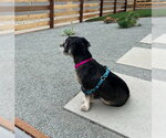 Small #2 Cocker Spaniel Mix