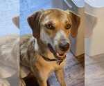 Small #4 Golden Retriever-Greyhound Mix