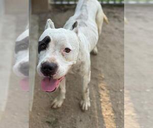 Medium American Pit Bull Terrier Mix