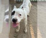 Small American Pit Bull Terrier Mix