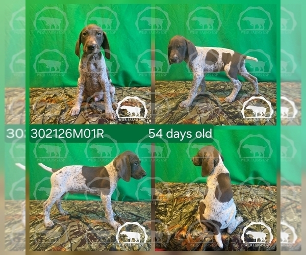 Medium Photo #2 German Shorthaired Pointer Puppy For Sale in MOYIE SPRINGS, ID, USA