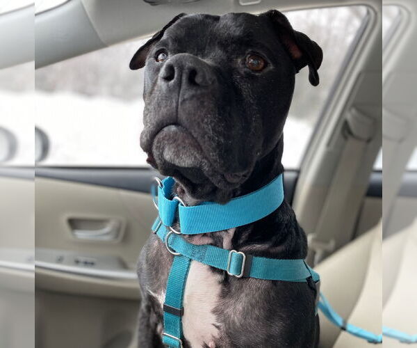 Medium Photo #45 American Pit Bull Terrier Puppy For Sale in Fargo, ND, USA