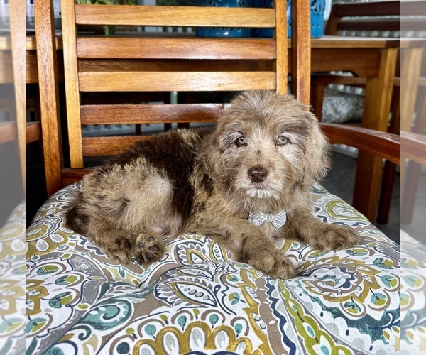 Medium Photo #5 Labradoodle Puppy For Sale in NOBLESVILLE, IN, USA