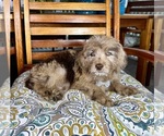 Reese - Male Labradoodle Puppy for Sale - Photo #5