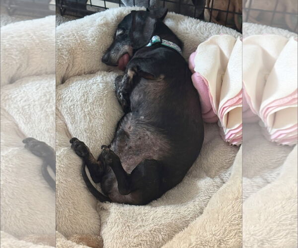 Medium Photo #3 Dachshund Puppy For Sale in Germantown, OH, USA