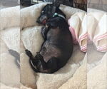 Small #2 Dachshund