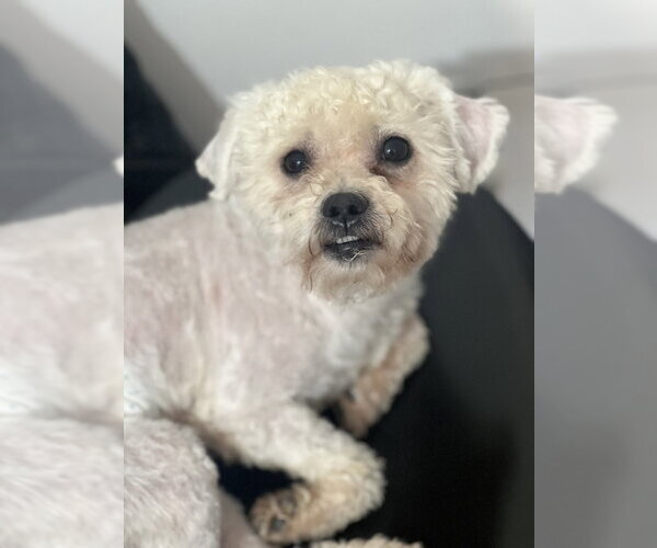 Medium Photo #4 Poodle (Miniature) Puppy For Sale in Dana Point, CA, USA