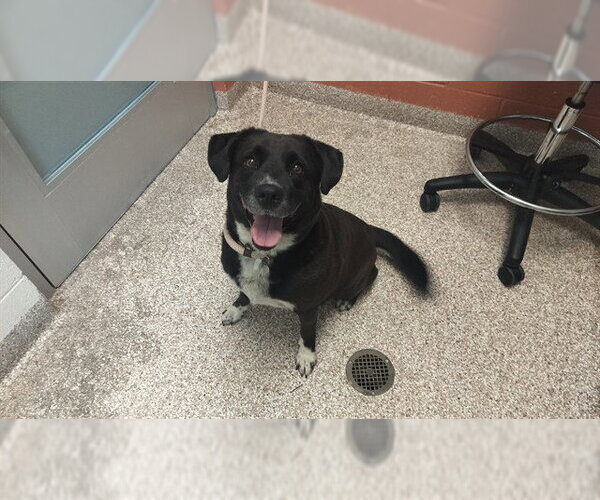 Medium Photo #1 Labrador Retriever-Unknown Mix Puppy For Sale in Pueblo, CO, USA