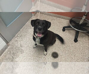 Labrador Retriever-Unknown Mix Dogs for adoption in Pueblo, CO, USA