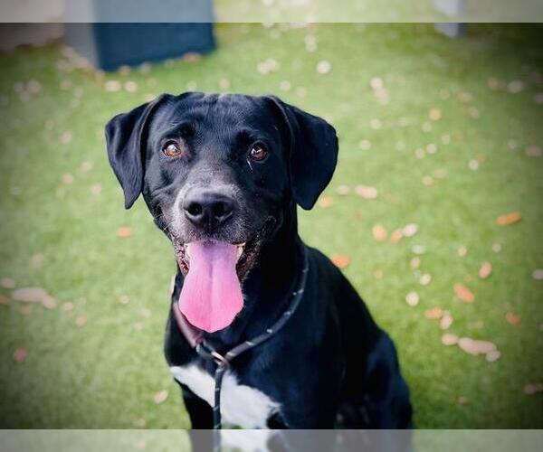 Medium Photo #2 Labrador Retriever Puppy For Sale in Orlando, FL, USA