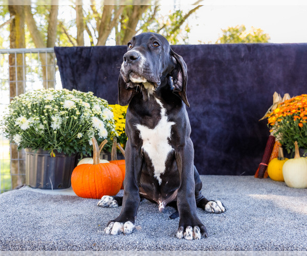 Medium Photo #22 Great Dane Puppy For Sale in WAKARUSA, IN, USA