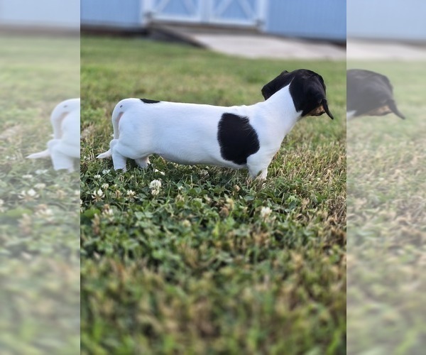 Medium Photo #11 Dachshund Puppy For Sale in CHOCTAW, OK, USA