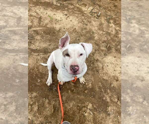 Medium Photo #23 American Staffordshire Terrier Puppy For Sale in Foristell, MO, USA