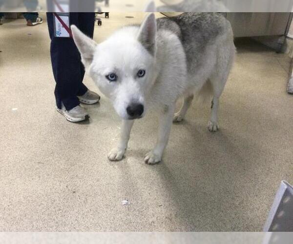Medium Photo #1 Siberian Husky Puppy For Sale in Riverside, CA, USA