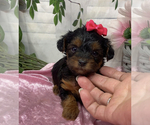 Small #2 YorkiePoo