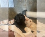 Small #2 Dachshund-Labrador Retriever Mix