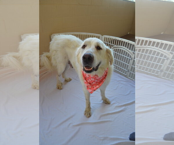 Medium Photo #3 Great Pyrenees-Unknown Mix Puppy For Sale in McKinney, TX, USA