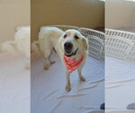 Small #2 Great Pyrenees Mix