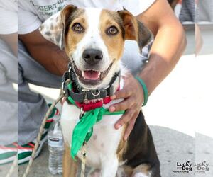 Beagle-Unknown Mix Dogs for adoption in Washington, DC, USA