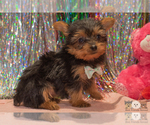 Small Photo #2 Yorkshire Terrier Puppy For Sale in SAFFORD, AZ, USA