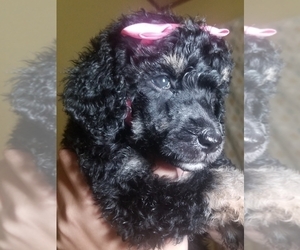 Poodle (Standard) Puppy for sale in SOUTHFIELD, MI, USA