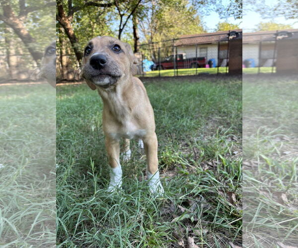 Medium Photo #2 Shepradors Puppy For Sale in McKinney, TX, USA