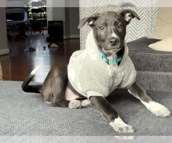 Medium Photo #7 Mutt Puppy For Sale in Holly Springs, NC, USA