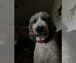Small Photo #1 Golden Mountain Doodle  Puppy For Sale in HOLT, MO, USA